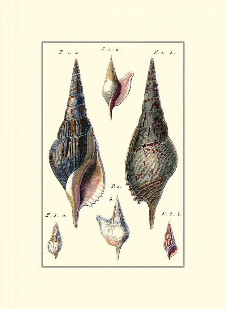 Wall Art Painting id:72746, Name: Custom Sea Shell III, Artist: Diderot