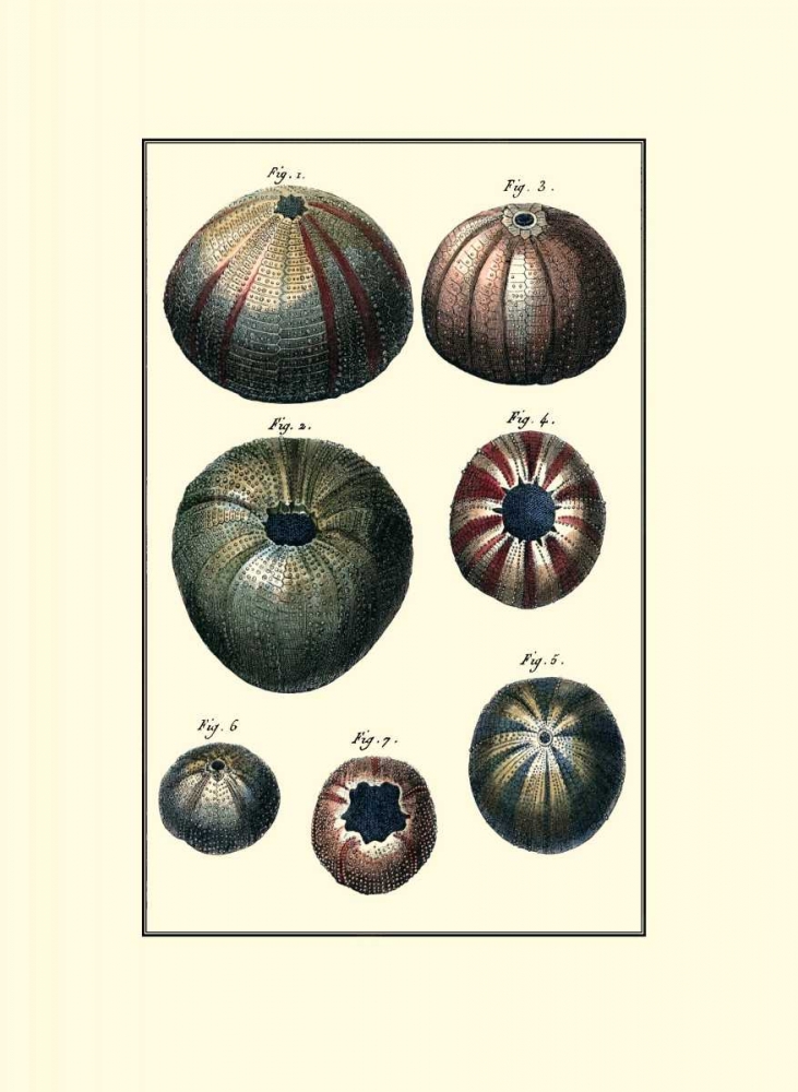 Wall Art Painting id:72747, Name: Custom Sea Shell IV, Artist: Diderot