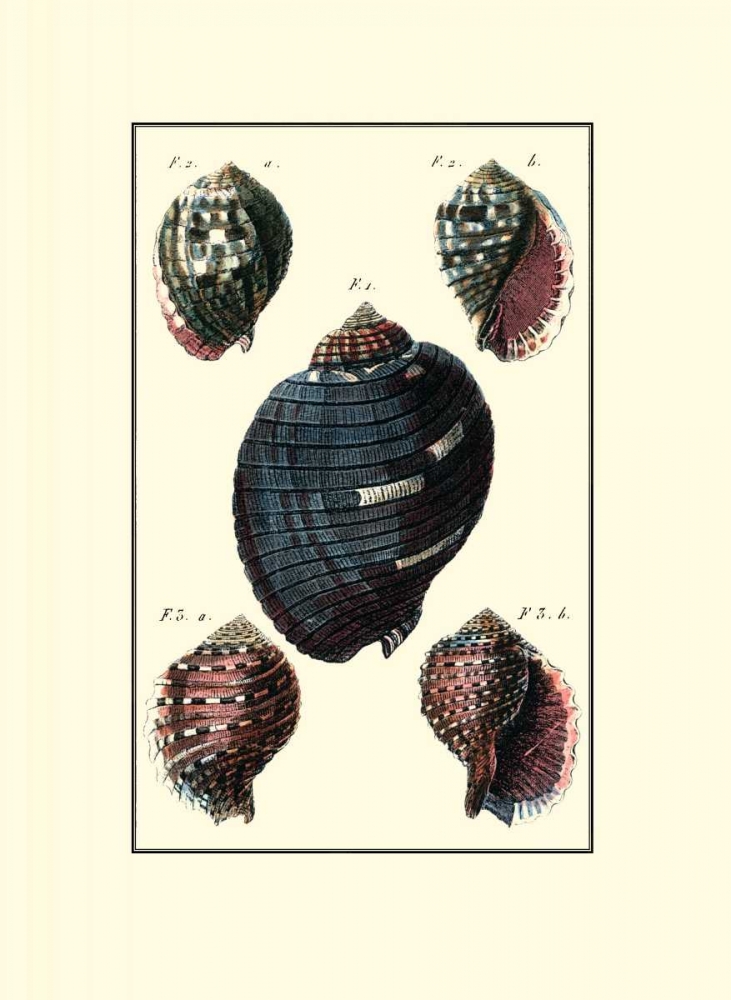 Art Print: Custom Sea Shell VII