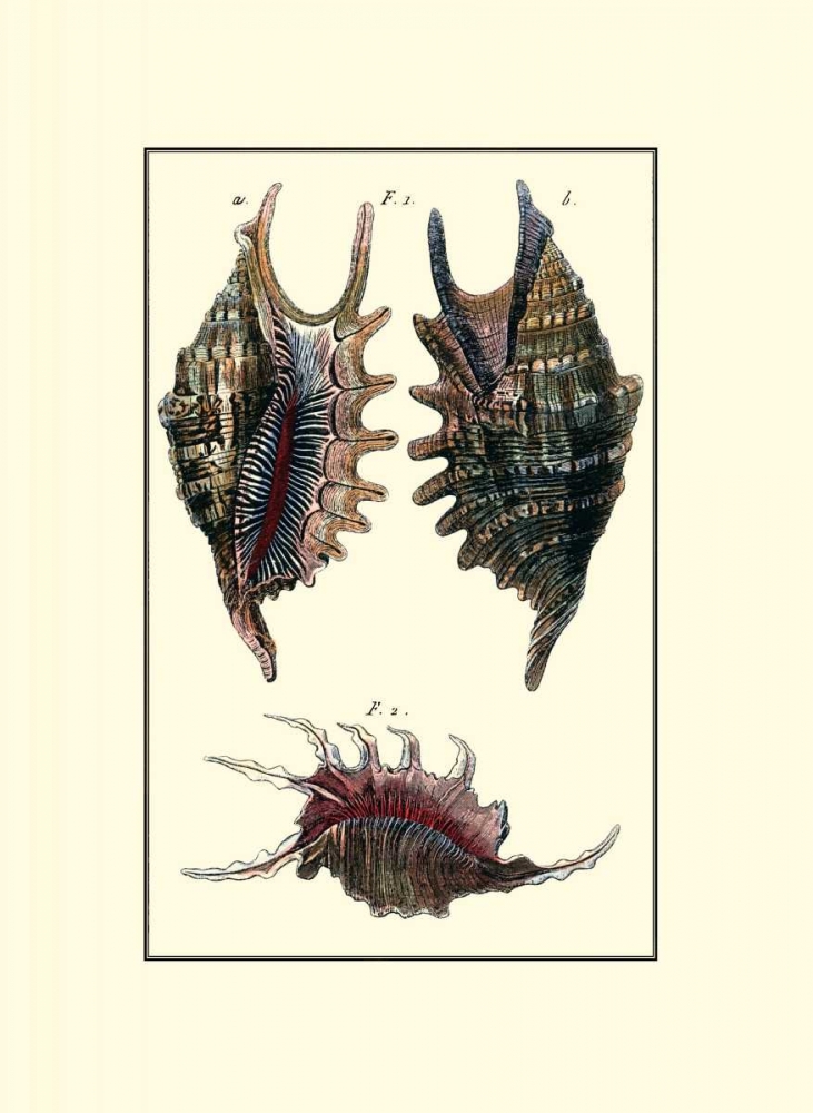 Art Print: Custom Sea Shell VIII