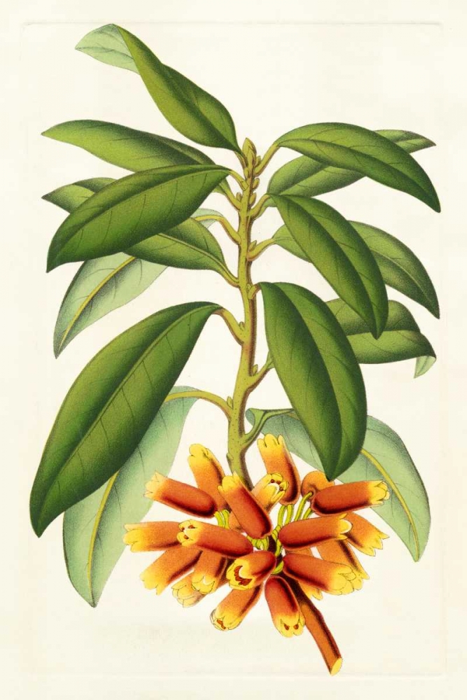 Wall Art Painting id:83940, Name: Tropical Rhododendron I, Artist: Van Houtteano, Horto