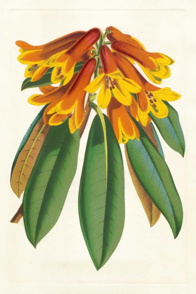 Wall Art Painting id:83941, Name: Tropical Rhododendron II, Artist: Van Houtteano, Horto