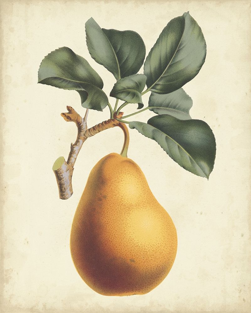 Wall art: Antique Pear Botanical I, by Van Houtteano, Horto