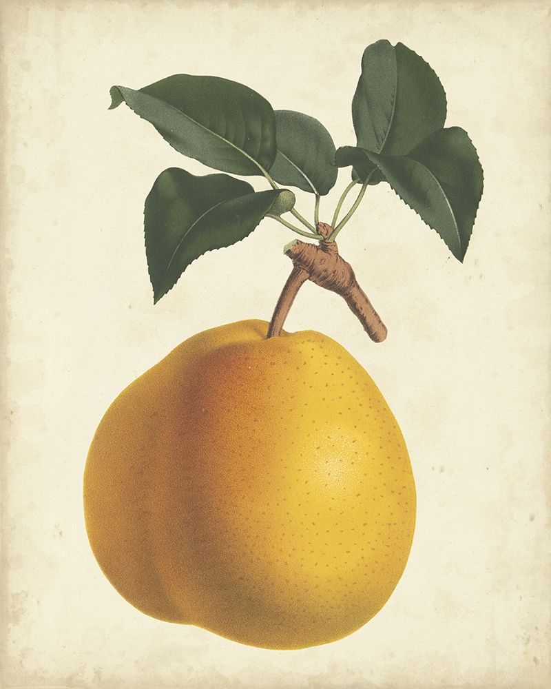 Art Print: Antique Pear Botanical II
