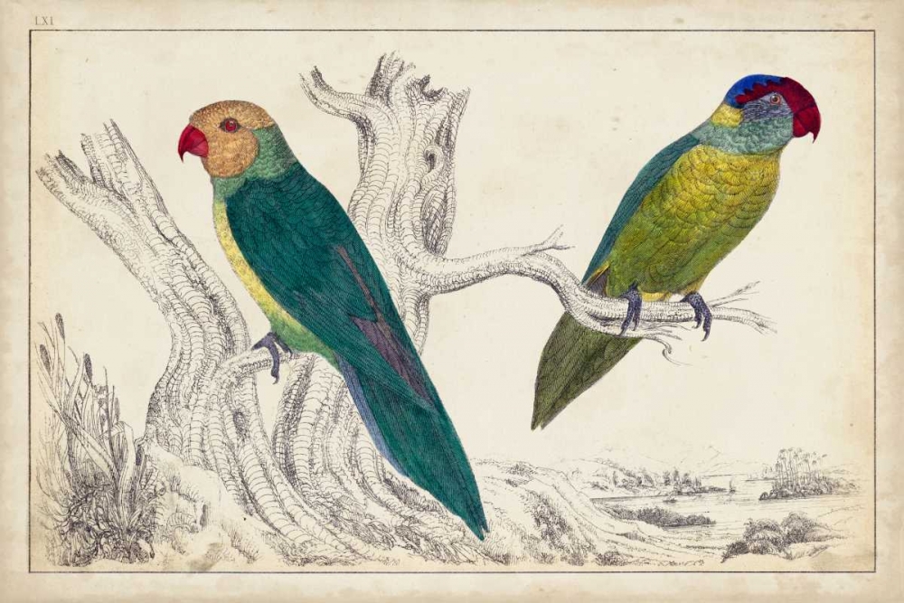Wall Art Painting id:78489, Name: Parrot Pair II, Artist: Unknown