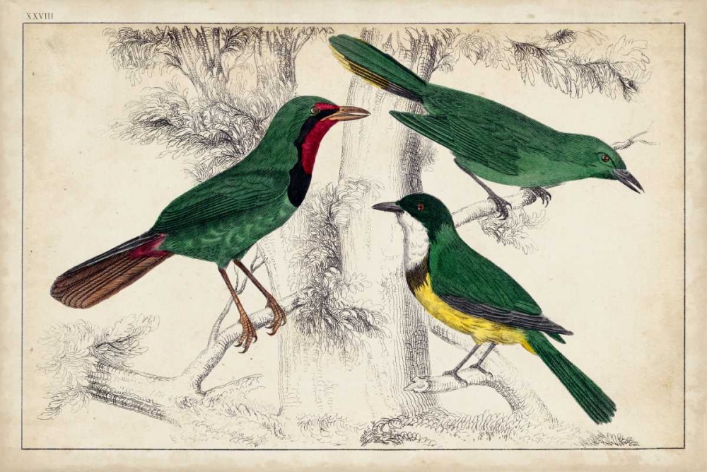 Wall Art Painting id:78492, Name: Tropical Bird Trio I, Artist: Unknown