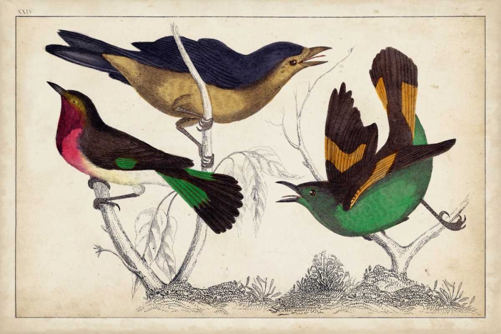Wall Art Painting id:78493, Name: Tropical Bird Trio II, Artist: Unknown
