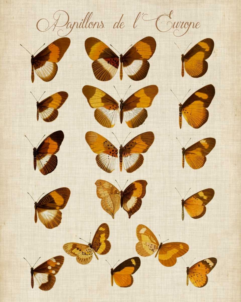 Wall Art Painting id:84048, Name: Papillons de LEurope I, Artist: Vision Studio