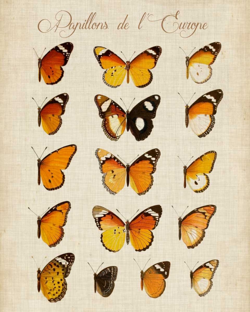 Wall Art Painting id:84049, Name: Papillons de LEurope II, Artist: Vision Studio