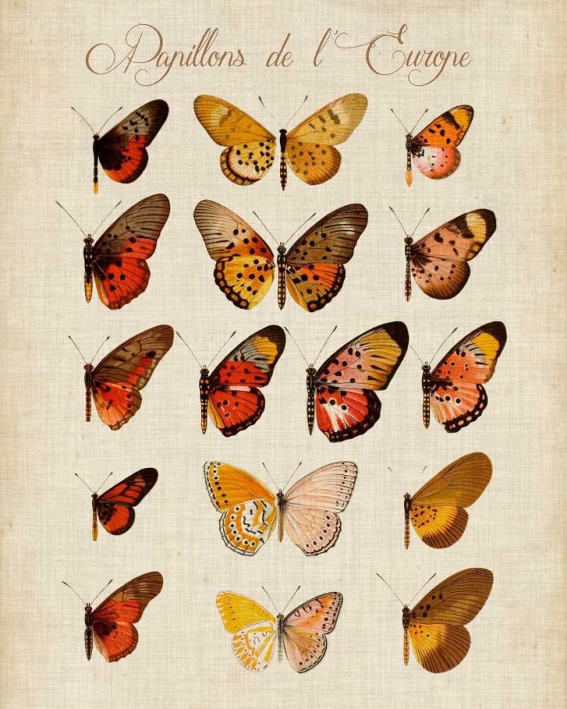 Wall Art Painting id:84050, Name: Papillons de LEurope III, Artist: Vision Studio