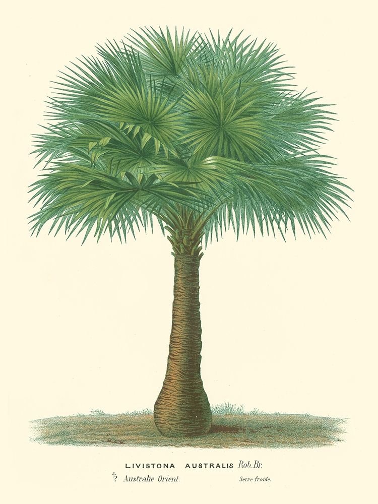 Art Print: Small Palm of the Tropics I