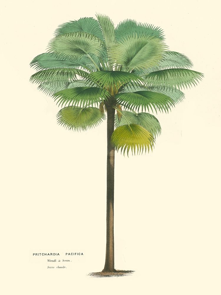 Art Print: Small Palm of the Tropics II