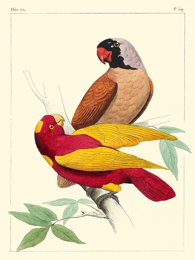 Art Print: Small Lemaire Parrots II