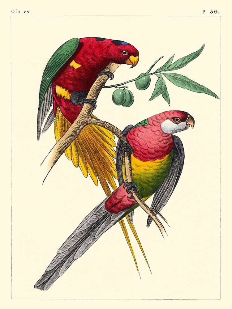 Wall Art Painting id:434174, Name: Small Lemaire Parrots III, Artist: Lemaire, C.L.