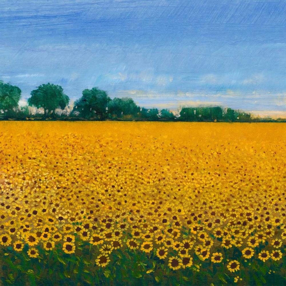 Art Print: Field of Sunflowers I