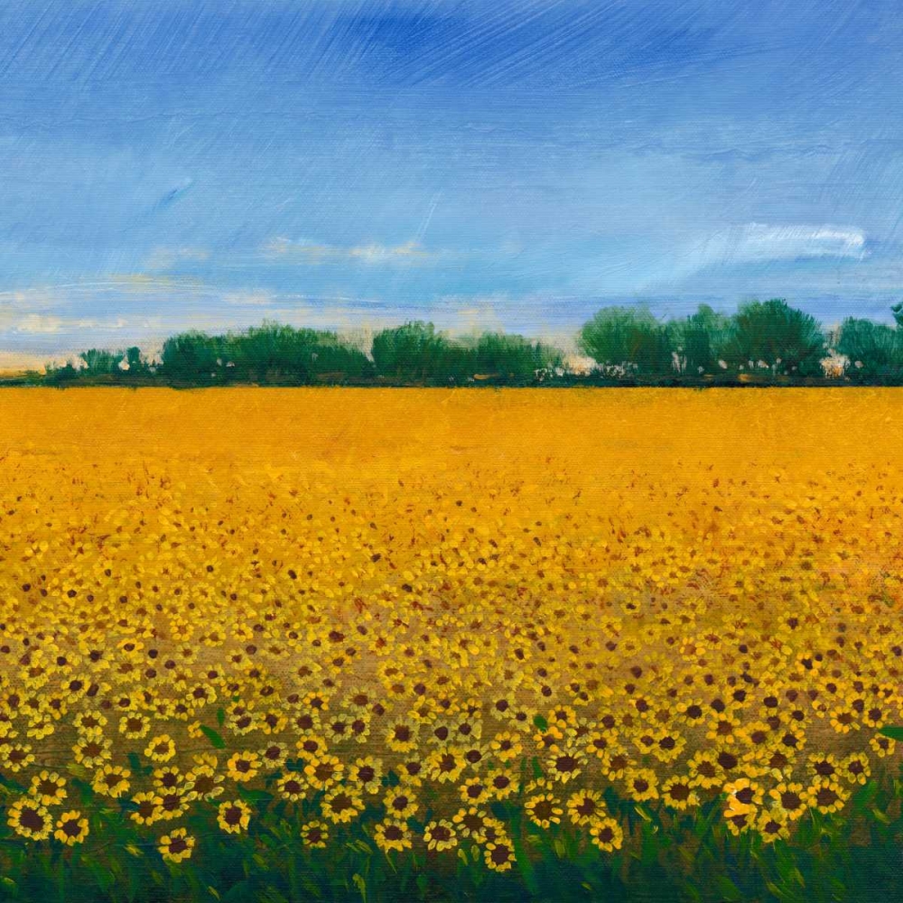 Wall Art Painting id:84097, Name: Field of Sunflowers II, Artist: OToole, Tim