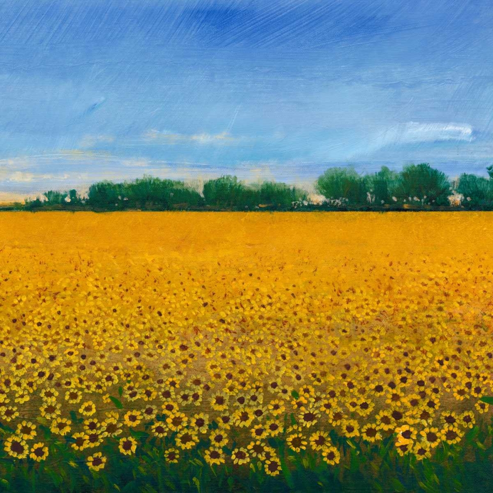 Art Print: Field of Sunflowers II
