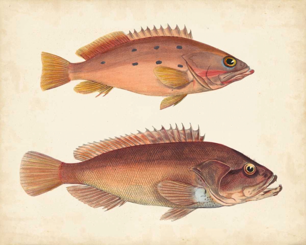 Wall Art Painting id:84373, Name: Antique Fish Species I, Artist: Unknown