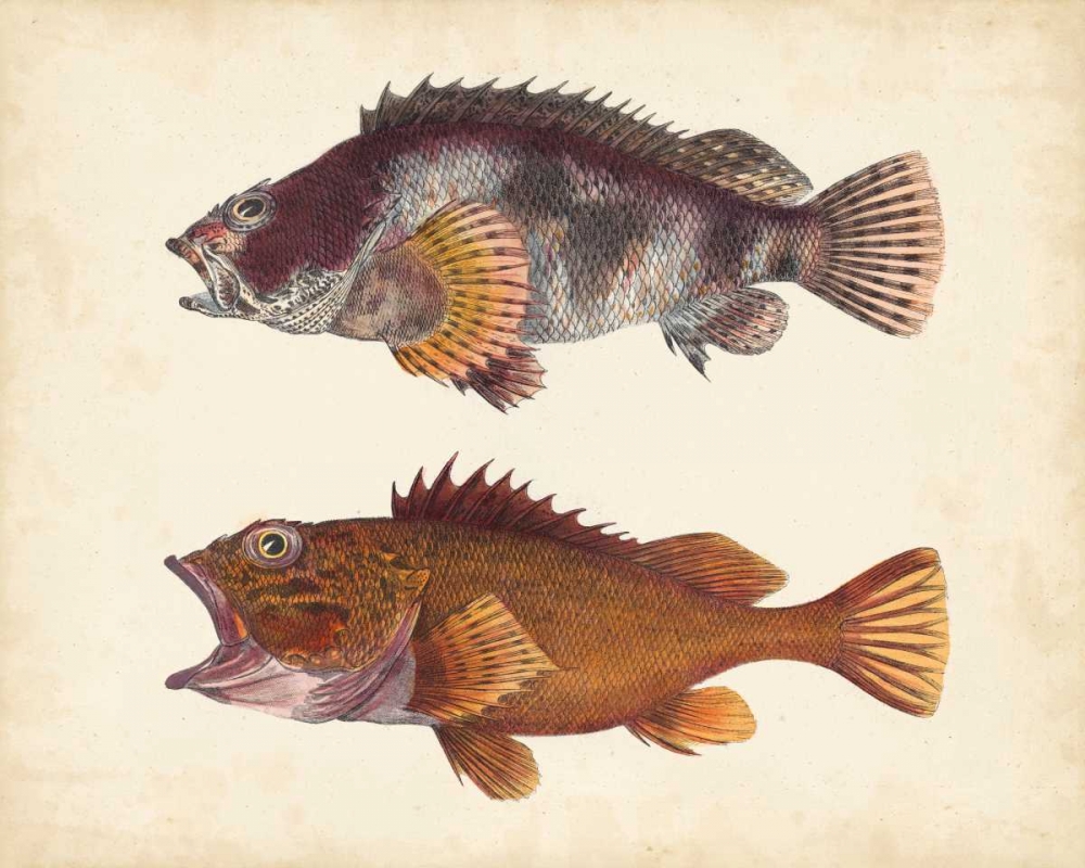 Wall Art Painting id:84374, Name: Antique Fish Species II, Artist: Unknown