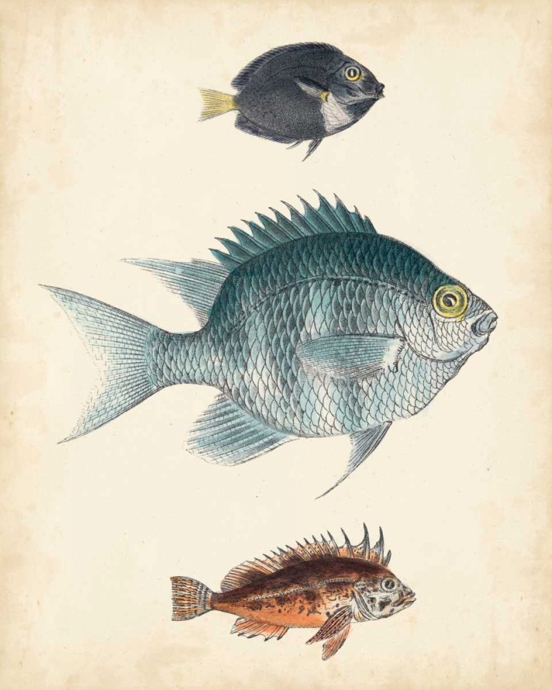 Wall Art Painting id:84375, Name: Antique Fish Species III, Artist: Unknown