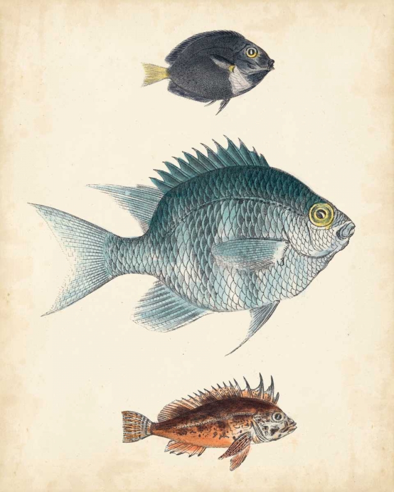 Art Print: Antique Fish Species III