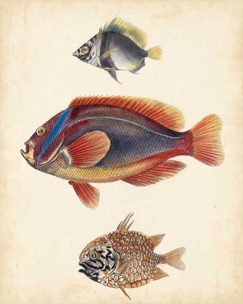 Wall Art Painting id:84376, Name: Antique Fish Species IV, Artist: Unknown