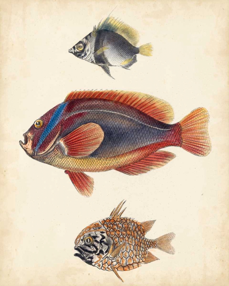 Art Print: Antique Fish Species IV