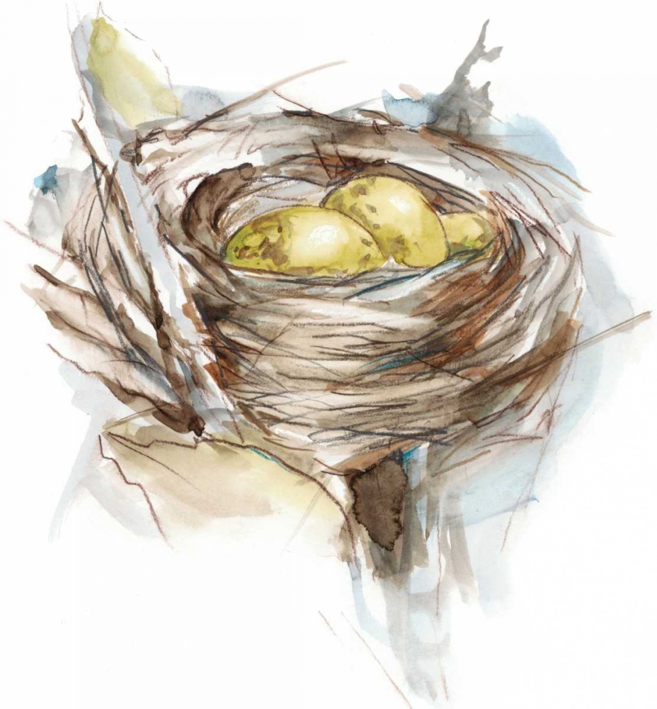 Art Print: Bird Nest Study III