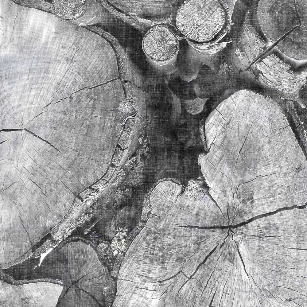 Art Print: Logging Light I