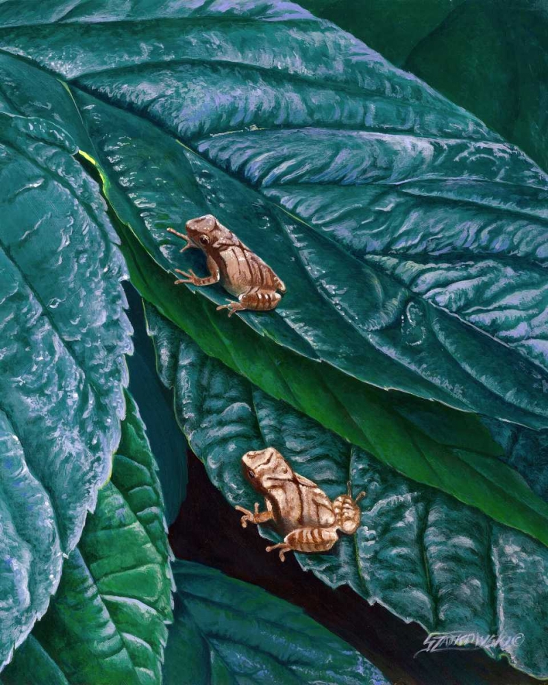 Art Print: Spring Peepers II