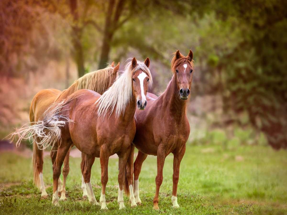 Art Print: Horses in the Field I