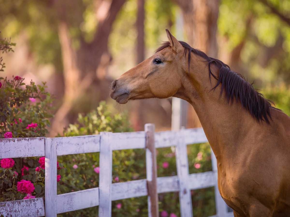 Art Print: Flower Frolick I