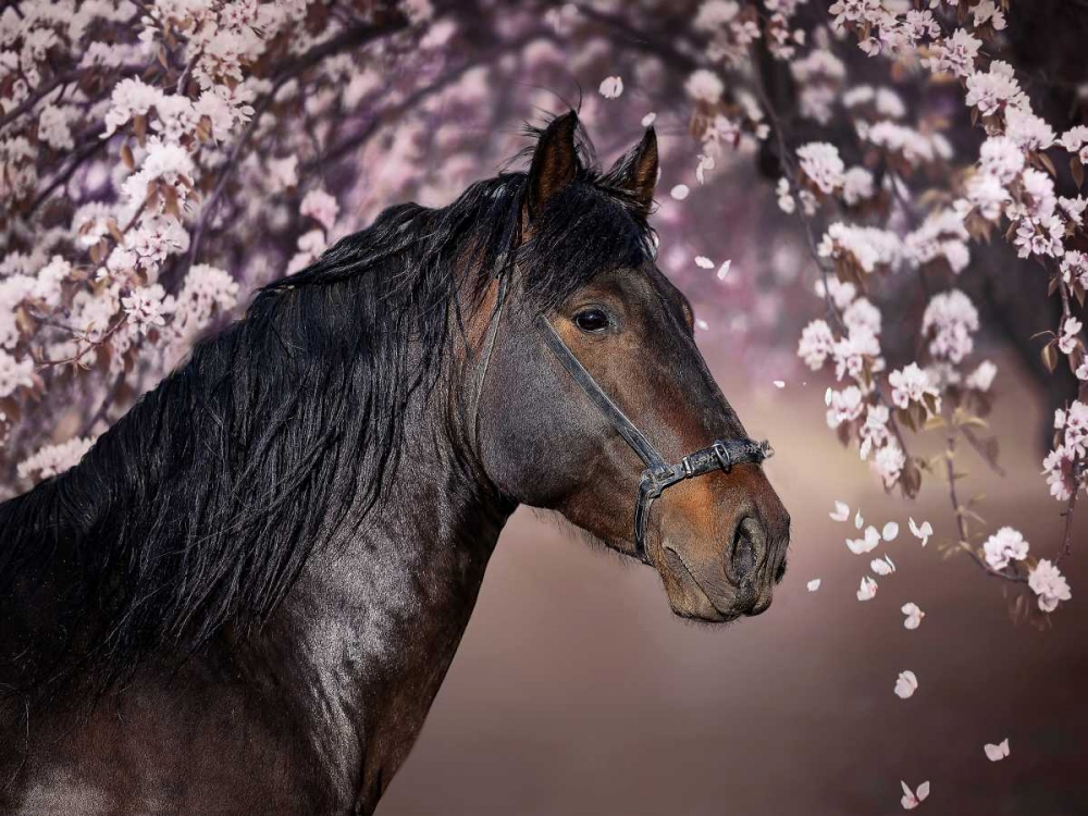 Art Print: Flower Frolick II