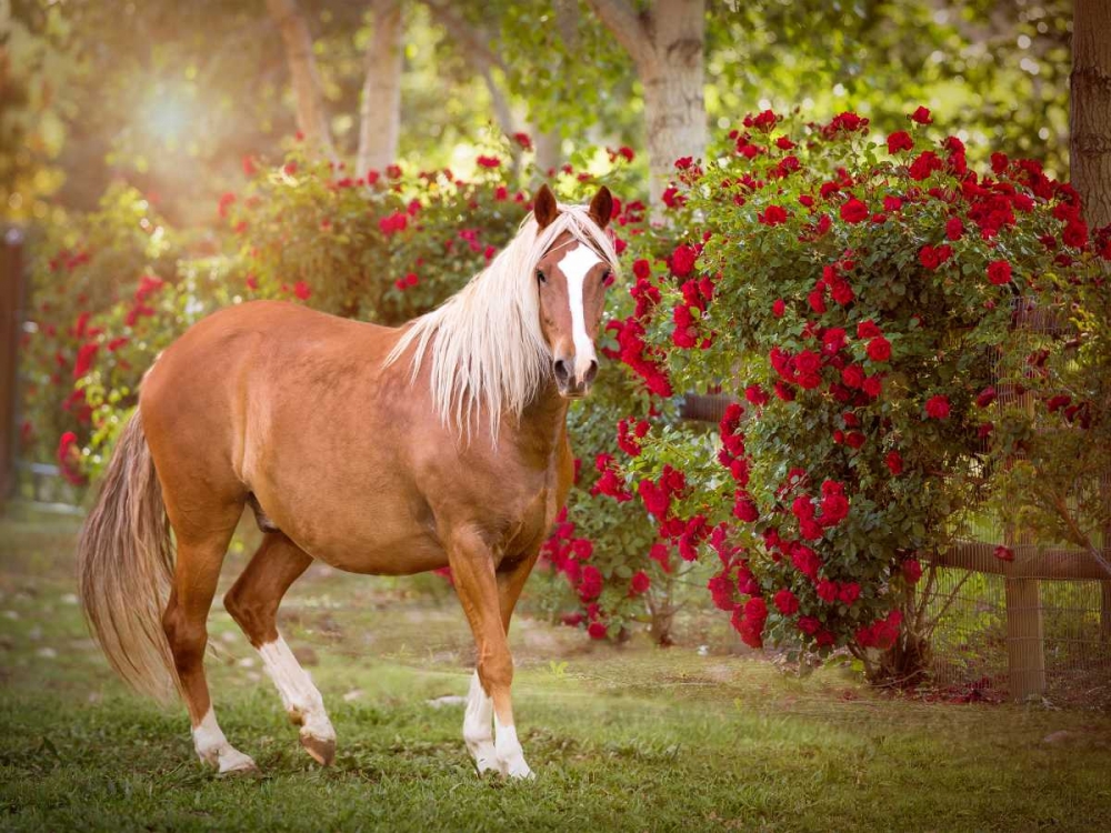 Wall art: Flower Frolick IV, by Sturgeon, Ozana