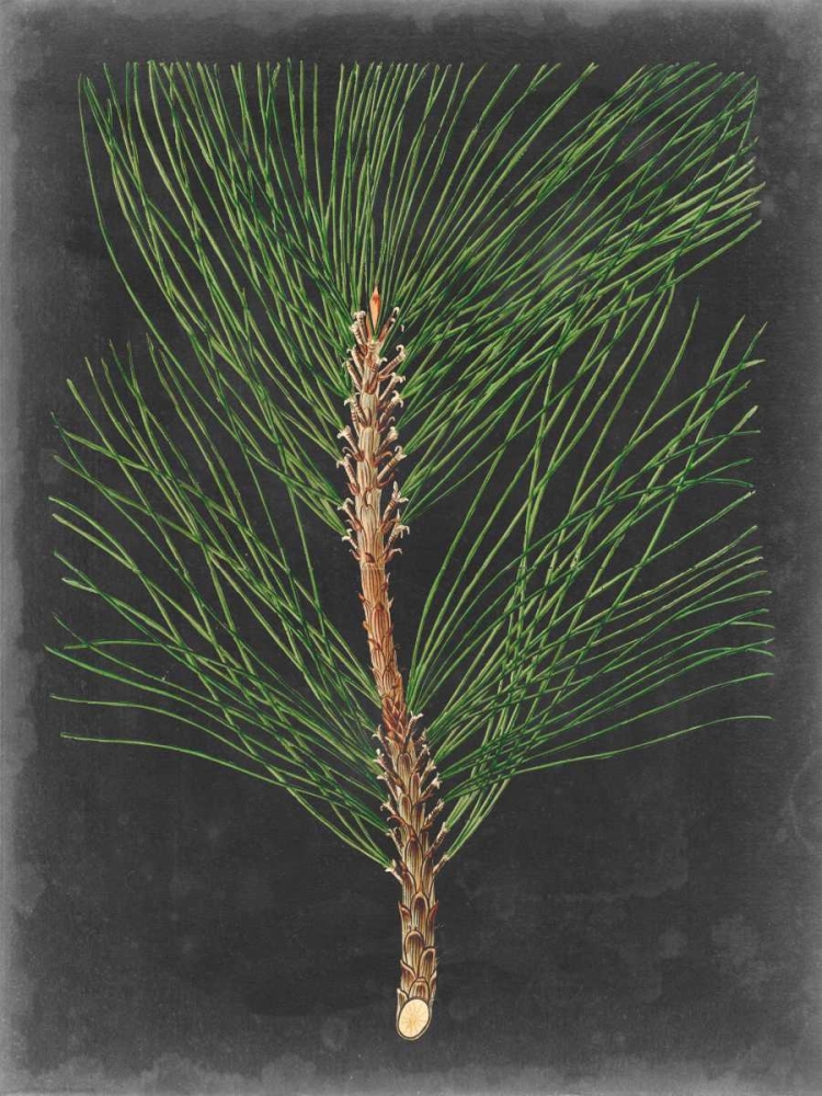 Wall Art Painting id:98784, Name: Dramatic Pine I, Artist: Vision Studio