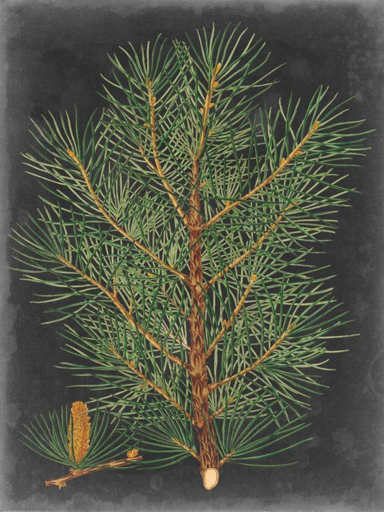 Wall Art Painting id:98785, Name: Dramatic Pine II, Artist: Vision Studio