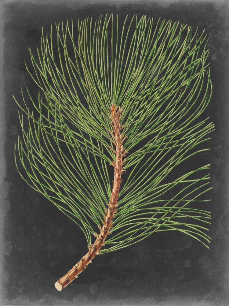 Wall Art Painting id:98786, Name: Dramatic Pine III, Artist: Vision Studio