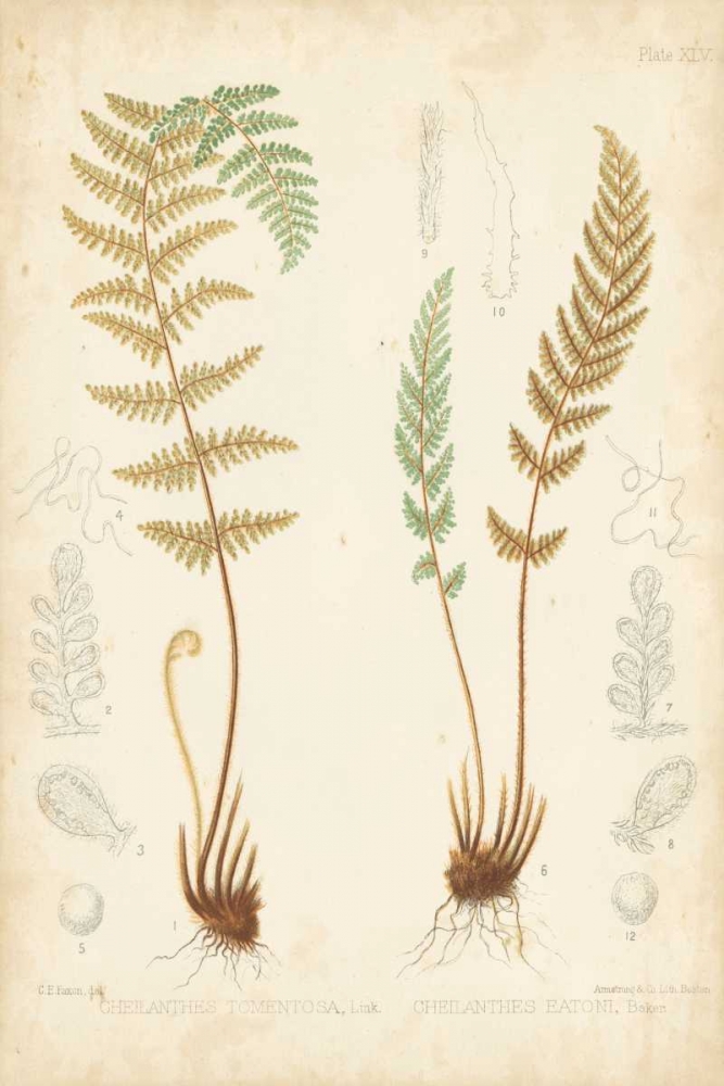 Wall Art Painting id:121214, Name: Fern Study I, Artist: Vision Studio