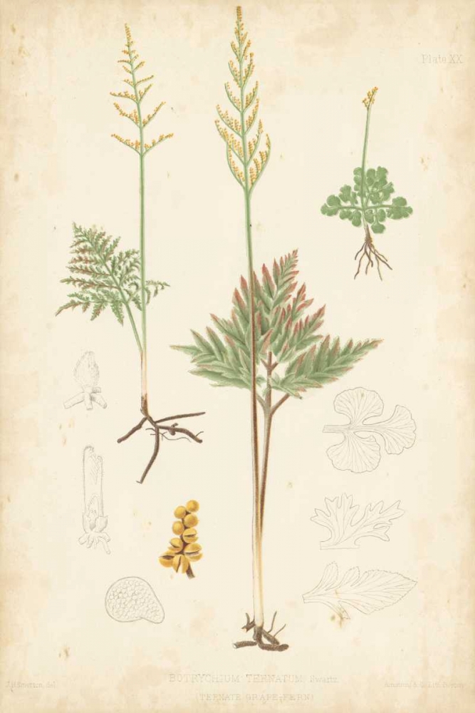 Wall Art Painting id:121215, Name: Fern Study II, Artist: Vision Studio