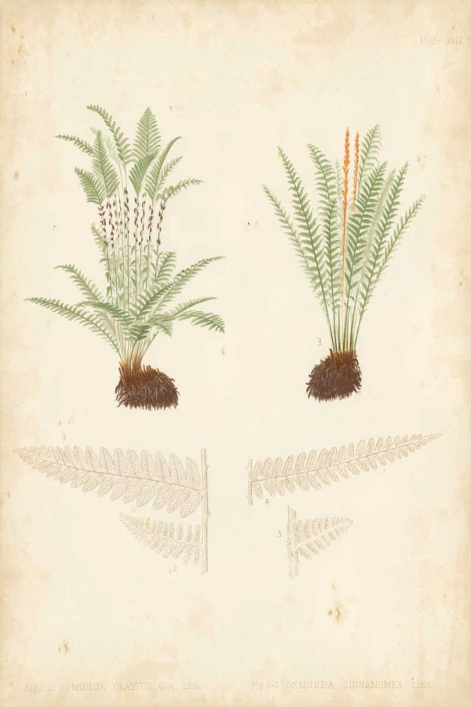 Wall Art Painting id:121216, Name: Fern Study III, Artist: Vision Studio