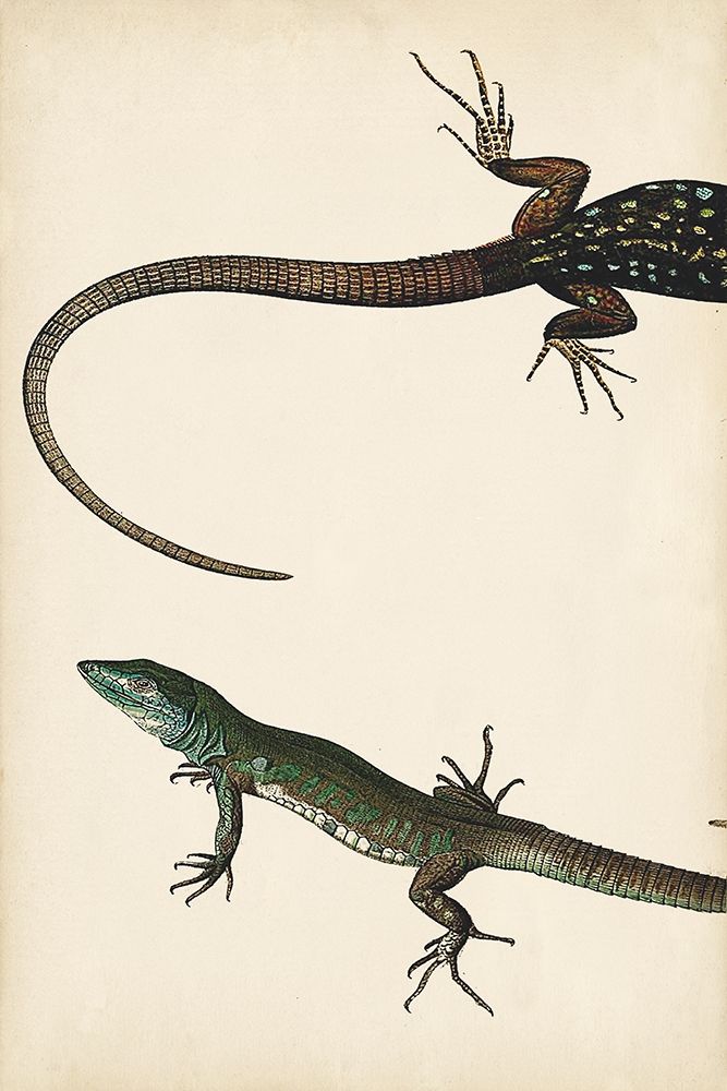 Wall Art Painting id:275403, Name: Lizard Diptych I, Artist: Vision Studio 