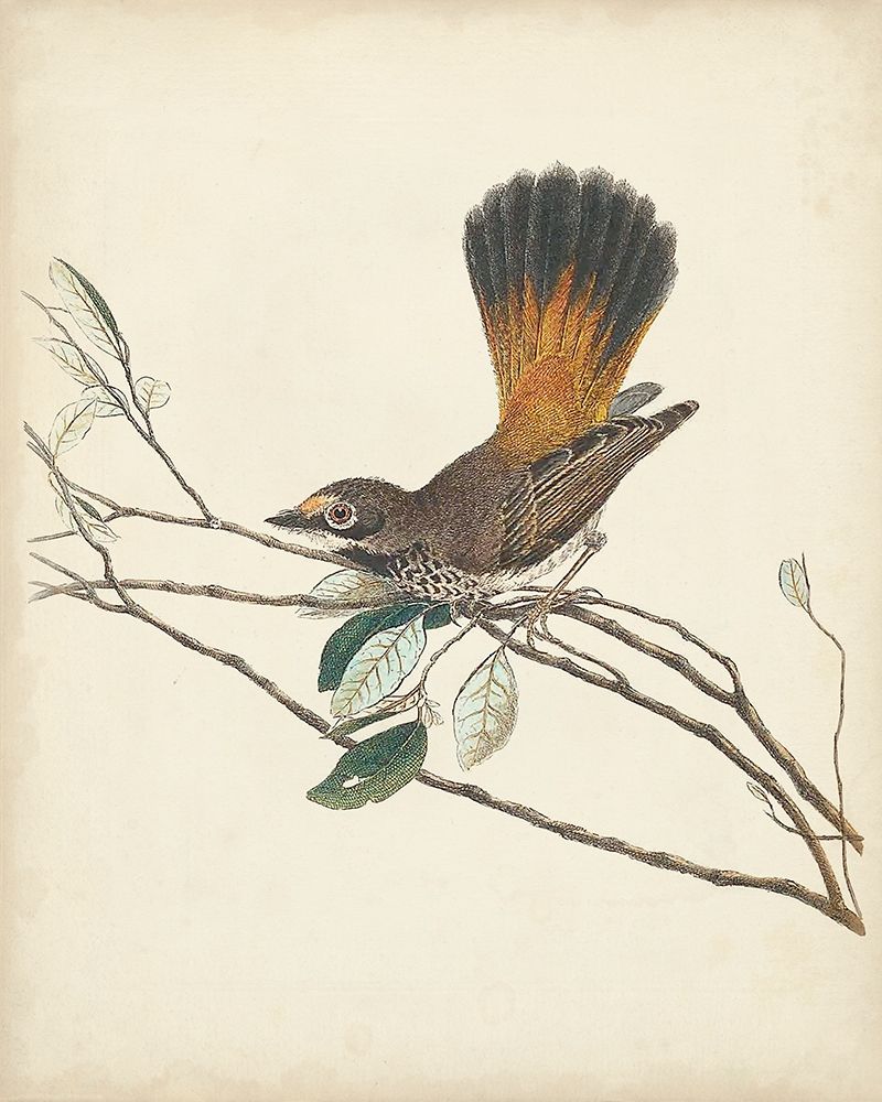 Wall Art Painting id:275422, Name: Graceful Birds II, Artist: Vision Studio 