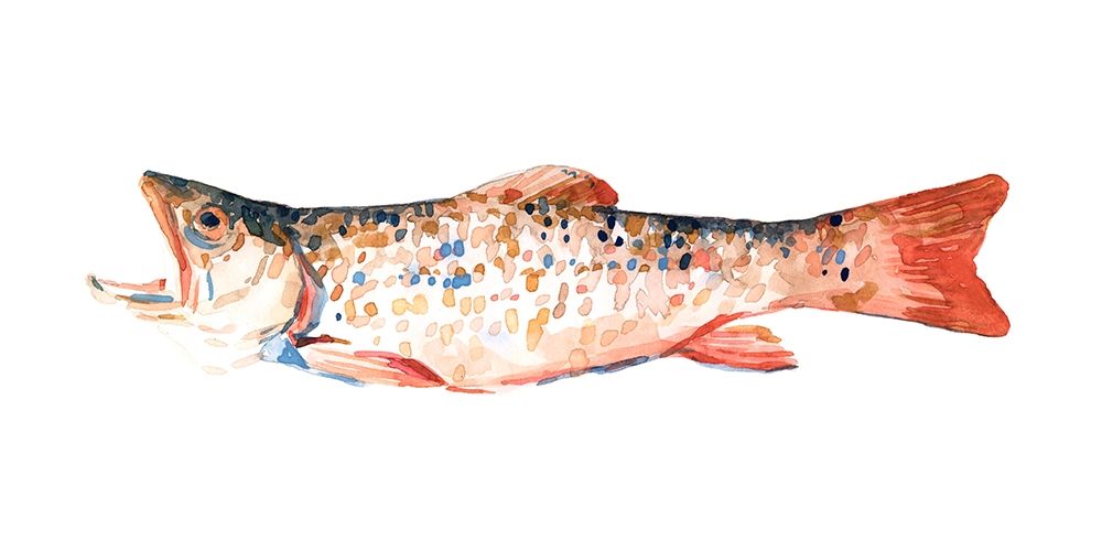 Art Print: Freckled Trout I