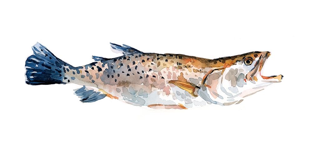 Art Print: Freckled Trout II