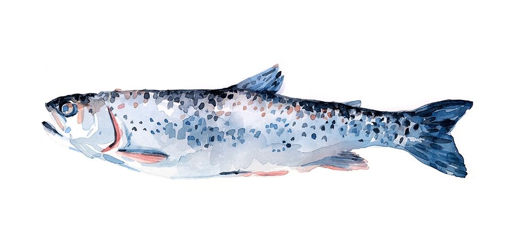 Art Print: Freckled Trout III