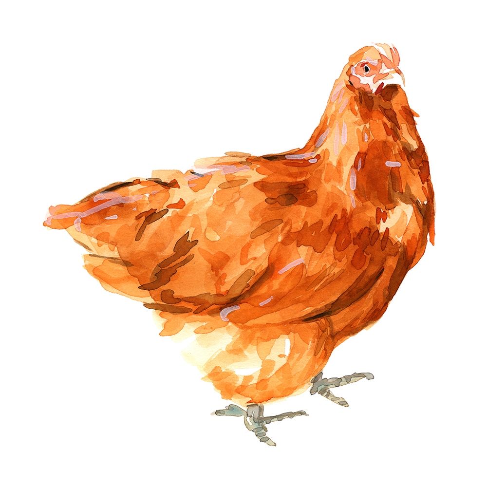Art Print: Wild Chicken I