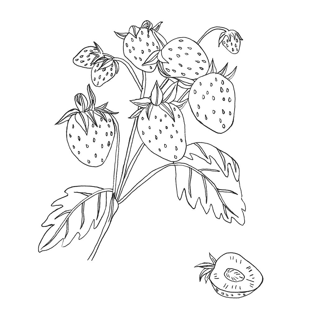 Wall Art Painting id:300991, Name: Wild Strawberries II, Artist: Wang, Melissa