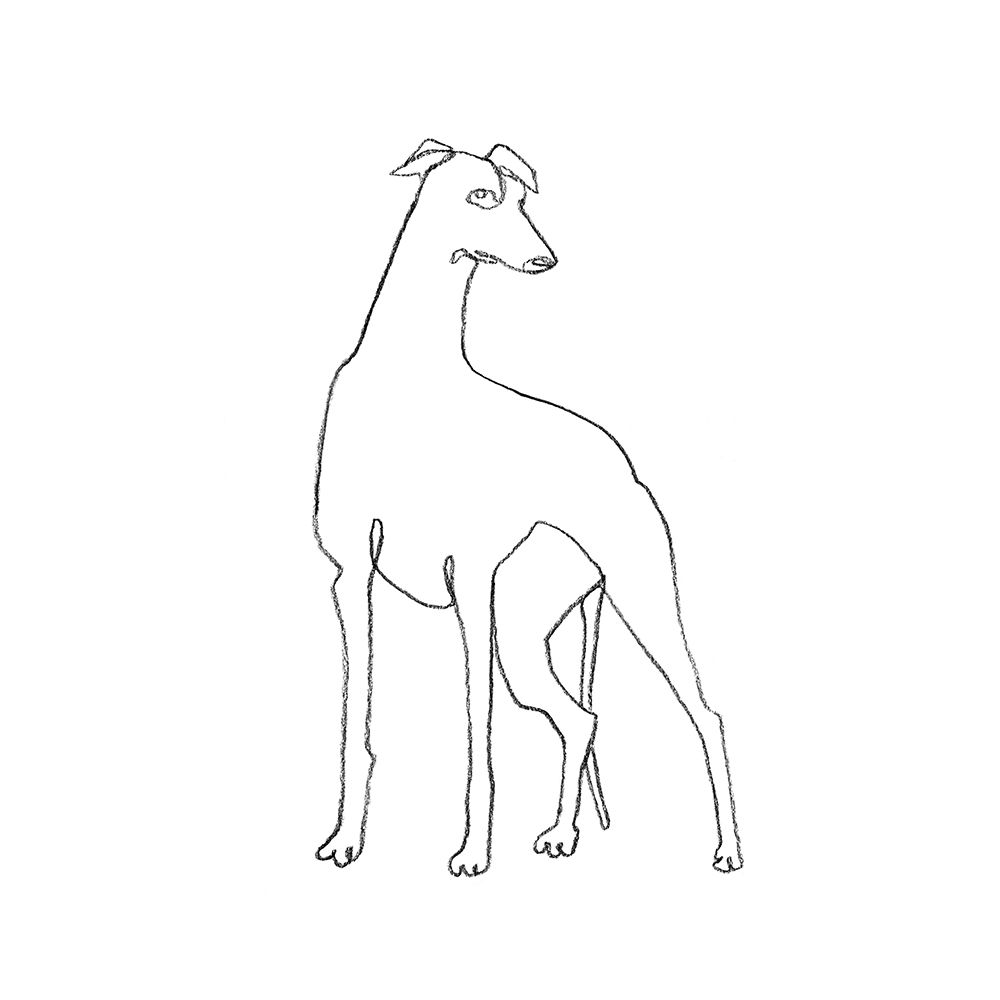 Art Print: Greyhound Pencil Sketch I