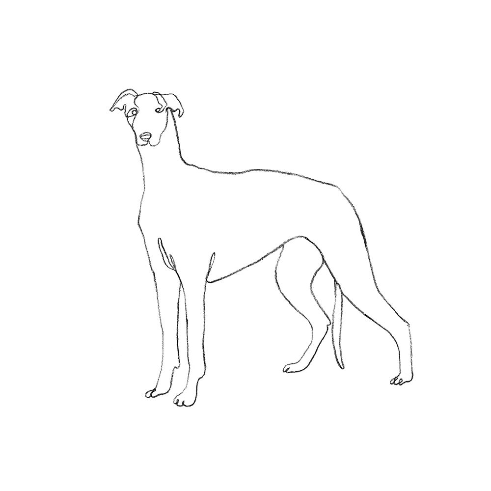 Art Print: Greyhound Pencil Sketch II