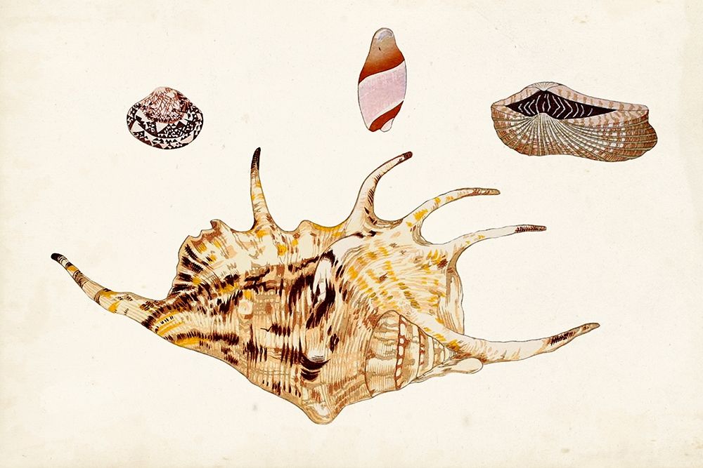 Wall Art Painting id:312871, Name: Antique Shell Anthology II, Artist: Vision Studio